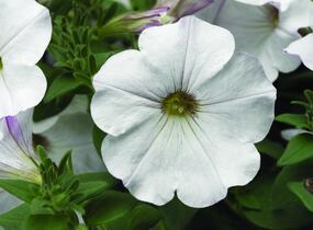 Petúnie 'Sanguna White Vein' - Petunia hybrida 'Sanguna White Vein'