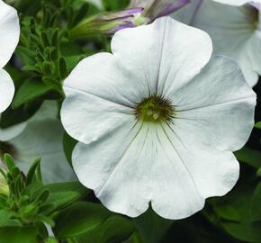 Petúnie 'White Vein' - Petunia hybrida Sanguna 'White Vein'