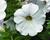 Petúnie 'Sanguna White Vein'