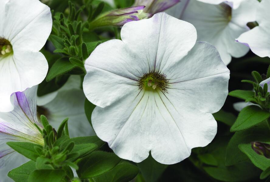 Petúnie 'Sanguna White Vein' - Petunia hybrida 'Sanguna White Vein'