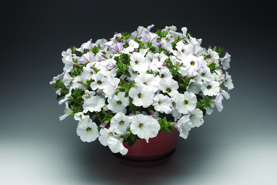Petúnie 'White Vein' - Petunia hybrida Sanguna 'White Vein'