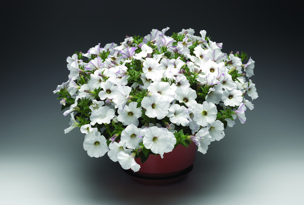 Petúnie 'Sanguna White Vein' - Petunia hybrida 'Sanguna White Vein'