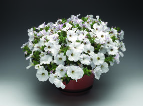 Petúnie 'Sanguna White Vein' - Petunia hybrida 'Sanguna White Vein'