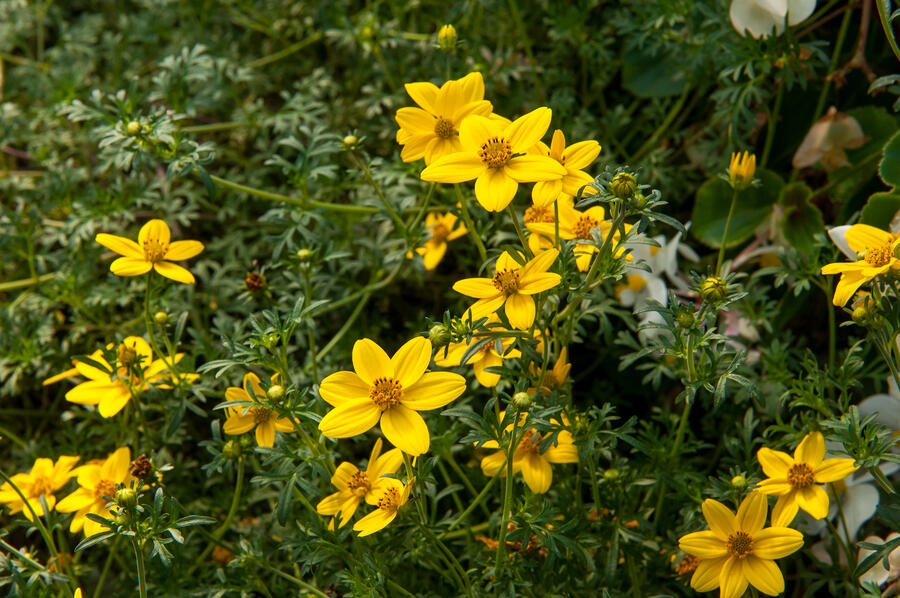 Dvouzubec prutolistý 'Solaire Horizon' - Bidens ferulifolia 'Solaire Horizon'