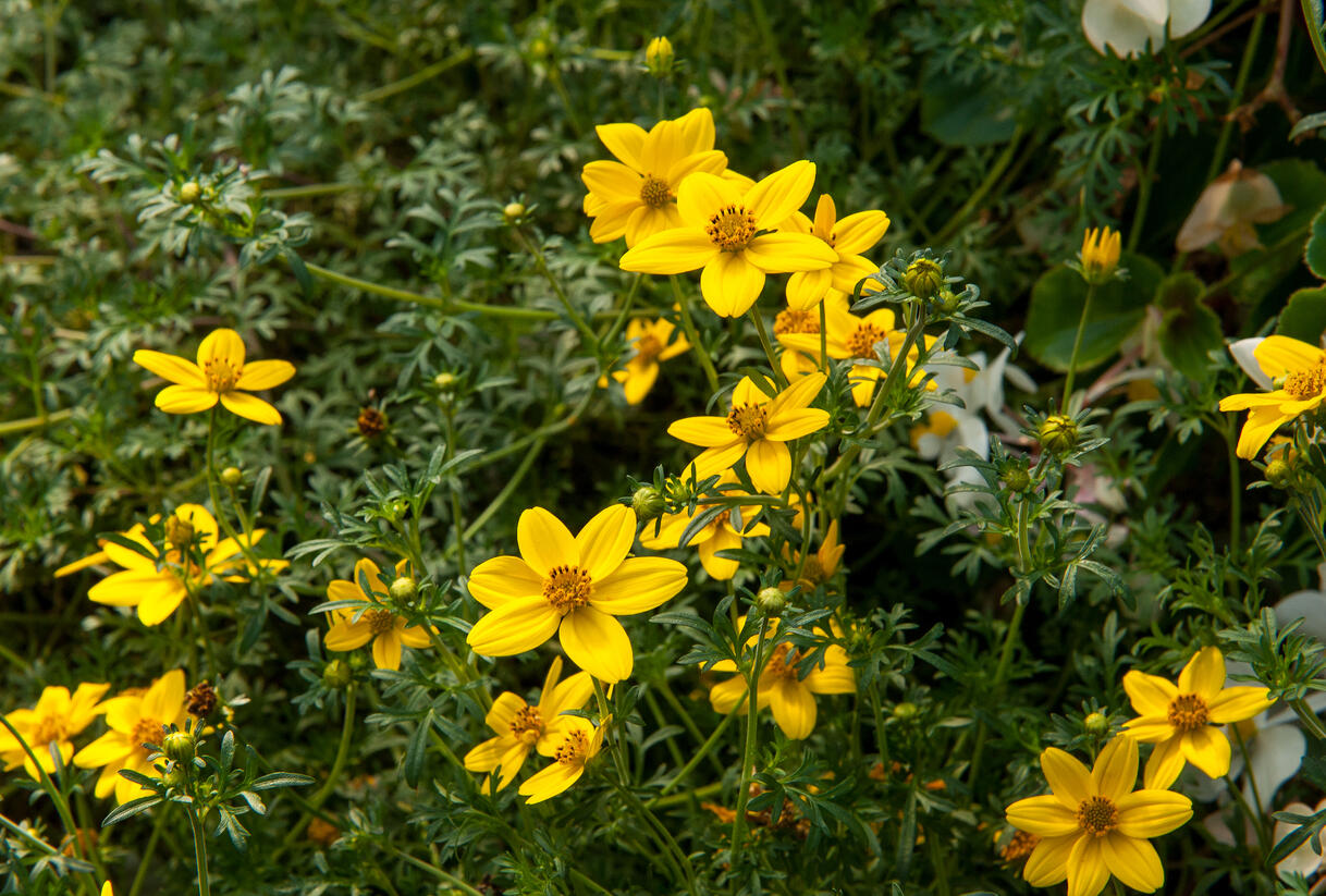 Dvouzubec prutolistý 'Solaire Horizon' - Bidens ferulifolia 'Solaire Horizon'