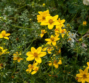 Dvouzubec prutolistý 'Solaire Horizon' - Bidens ferulifolia 'Solaire Horizon'