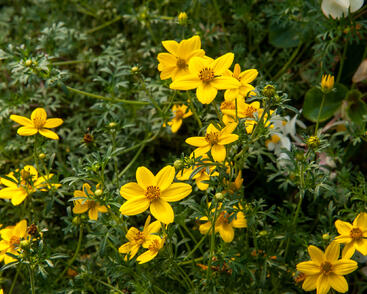 Dvouzubec prutolistý 'Solaire Horizon'