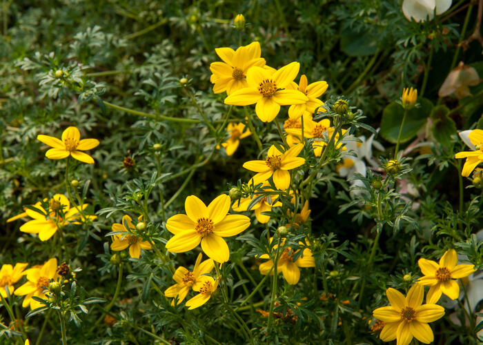 Dvouzubec prutolistý 'Solaire Horizon' - Bidens ferulifolia 'Solaire Horizon'