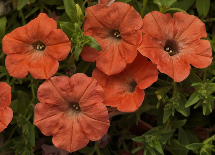 Petúnie 'Salmon' - Petunia hybrida Sanguna 'Salmon'