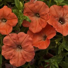 Petúnie 'Salmon' - Petunia hybrida Sanguna 'Salmon'