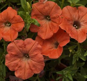 Petúnie 'Salmon' - Petunia hybrida Sanguna 'Salmon'