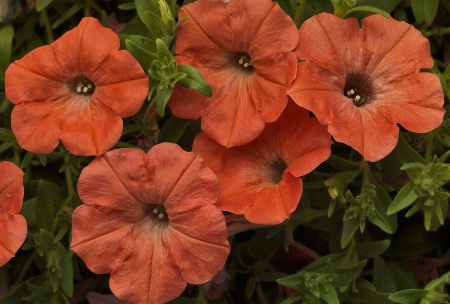 Petúnie 'Sanguna Salmon' - Petunia hybrida 'Sanguna Salmon'