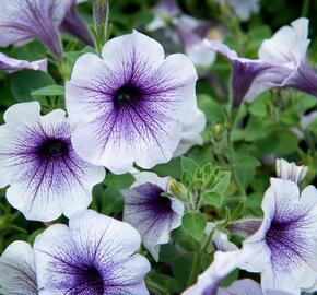 Petúnie 'Blue Vein' - Petunia hybrida Sanguna 'Blue Vein'