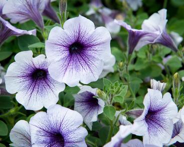 Petúnie 'Sanguna Blue Vein'
