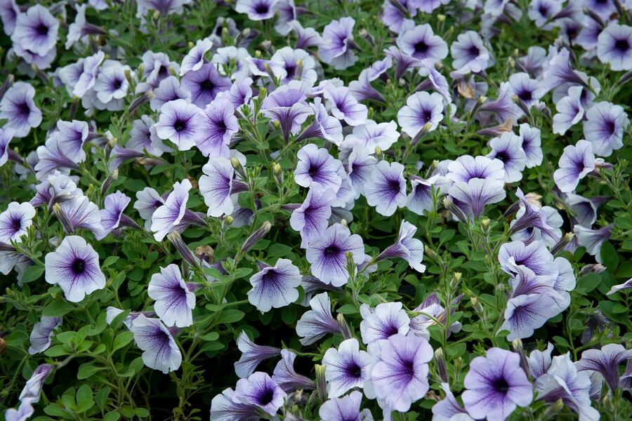 Petúnie 'Blue Vein' - Petunia hybrida Sanguna 'Blue Vein'