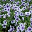 Petúnie 'Blue Vein' - Petunia hybrida Sanguna 'Blue Vein'