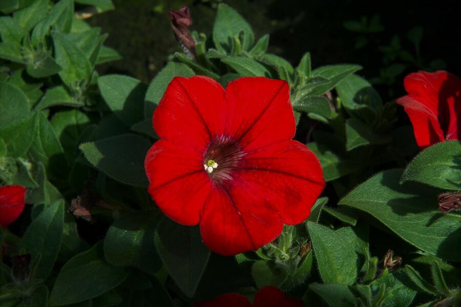 Petúnie 'Red' - Petunia hybrida Sanguna 'Red'