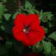 Petúnie 'Red' - Petunia hybrida Sanguna 'Red'