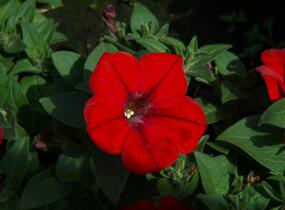 Petúnie 'Sanguna Red' - Petunia hybrida 'Sanguna Red'