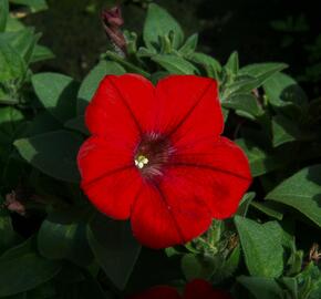 Petúnie 'Red' - Petunia hybrida Sanguna 'Red'