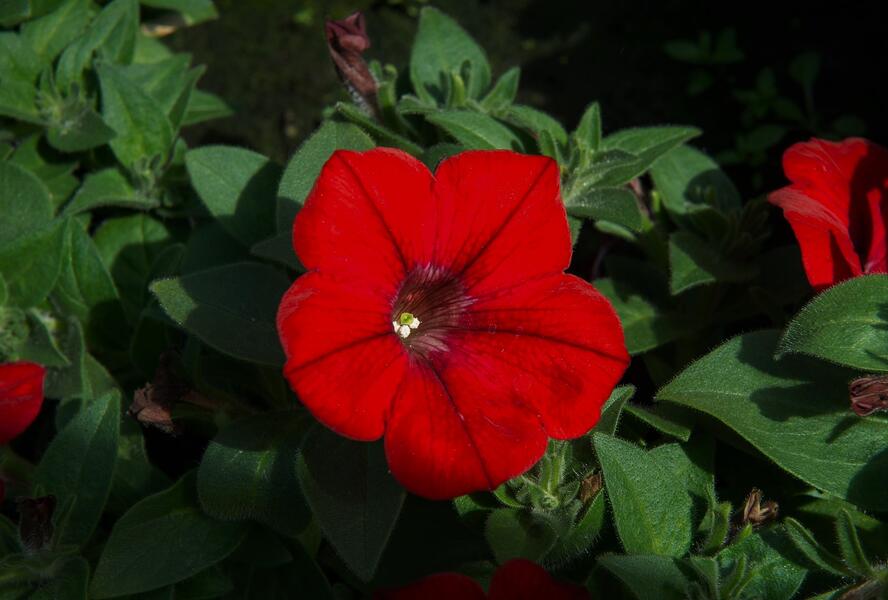 Petúnie 'Sanguna Red' - Petunia hybrida 'Sanguna Red'