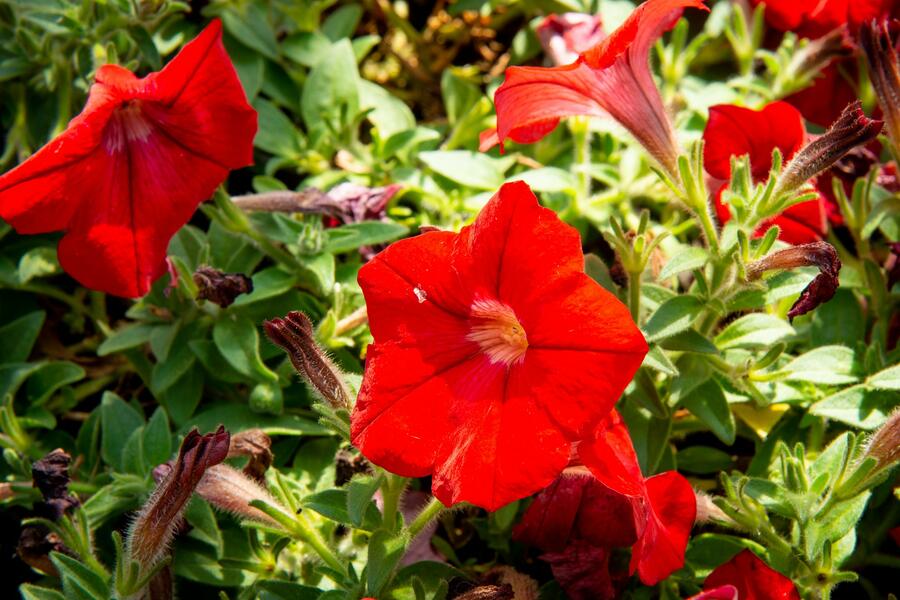 Petúnie 'Red' - Petunia hybrida Sanguna 'Red'
