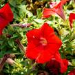 Petúnie 'Red' - Petunia hybrida Sanguna 'Red'