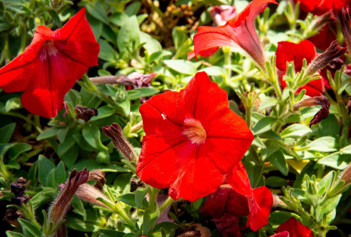 Petúnie 'Sanguna Red' - Petunia hybrida 'Sanguna Red'