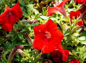 Petúnie 'Sanguna Red' - Petunia hybrida 'Sanguna Red'