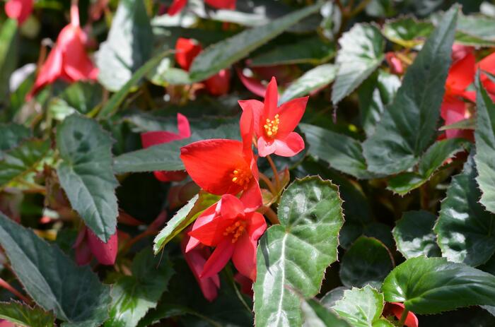 Begónie bolívijská 'Bellavista Pink' - Begonia boliviensis 'Bellavista Pink'