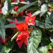 Begónie bolívijská 'Bellavista Pink' - Begonia boliviensis 'Bellavista Pink'