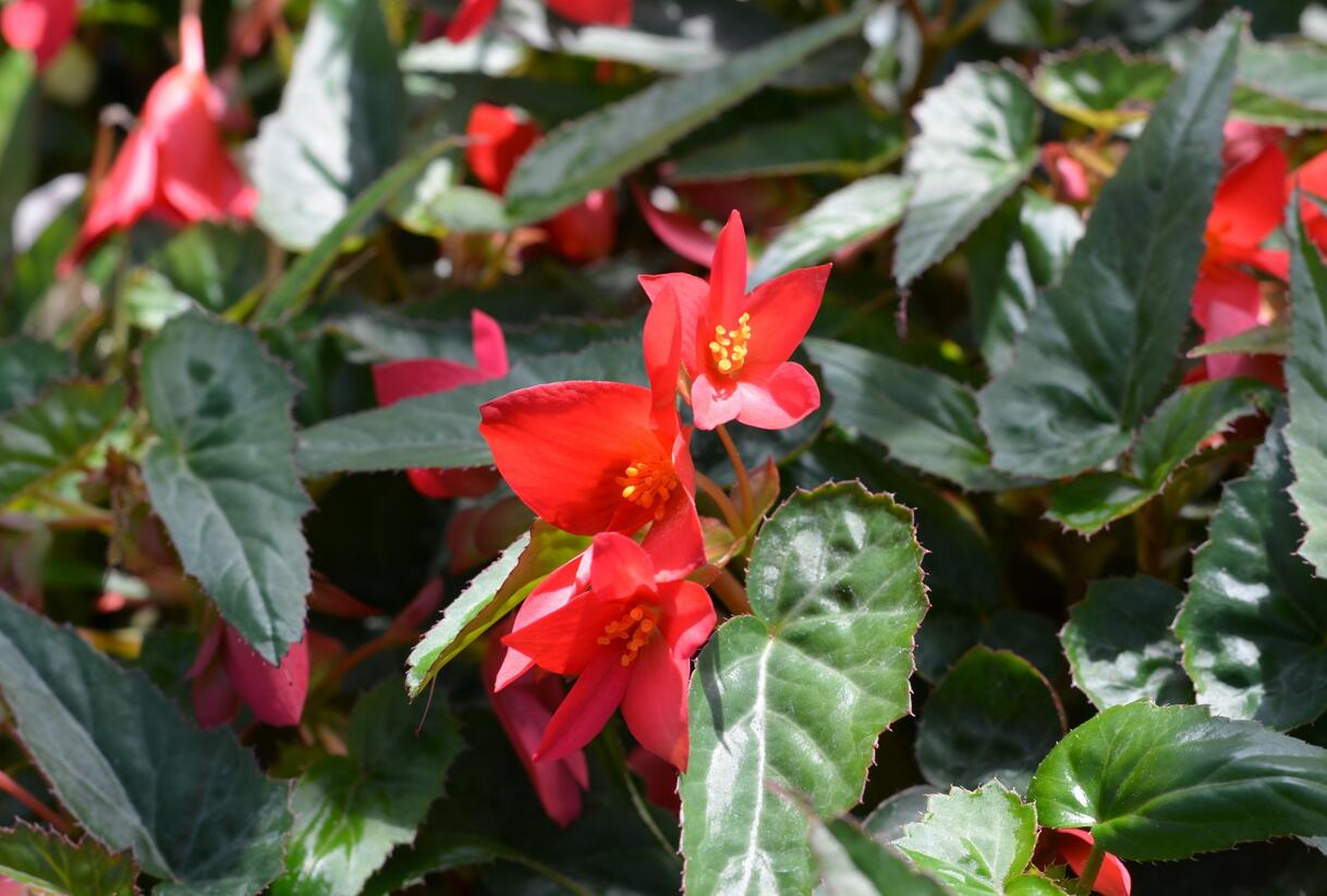 Begónie bolívijská 'Bellavista Pink' - Begonia boliviensis 'Bellavista Pink'