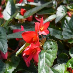 Begónie bolívijská 'Bellavista Pink' - Begonia boliviensis 'Bellavista Pink'