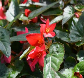 Begónie bolívijská 'Bellavista Pink' - Begonia boliviensis 'Bellavista Pink'