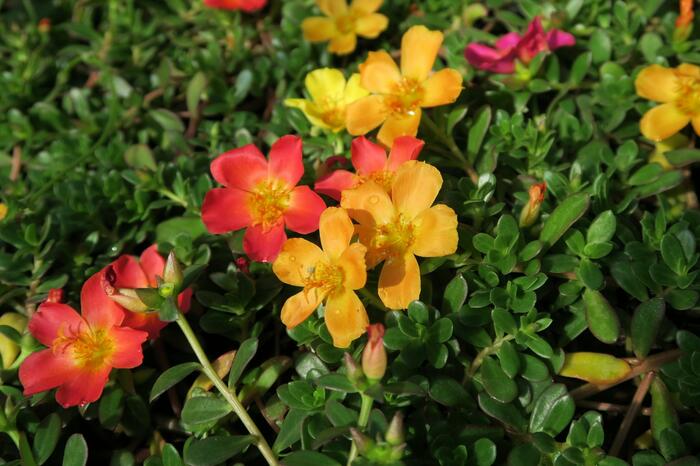 Šrucha 'Mix' - Portulaca umbraticola 'Mix'