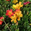 Šrucha 'Mix' - Portulaca umbraticola 'Mix'