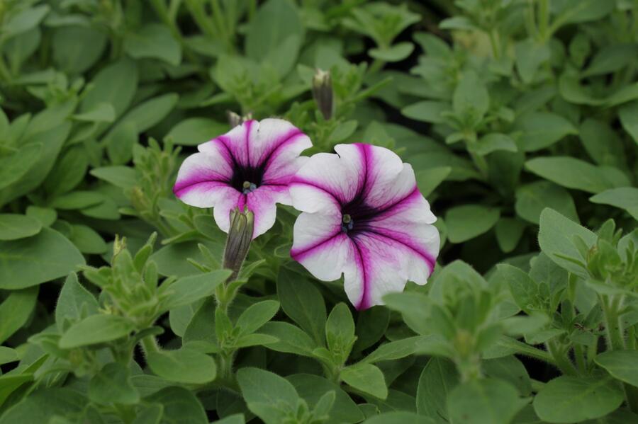 Petúnie 'Viva Rose Stardust' - Petunia hybrida 'Viva Rose Stardust'