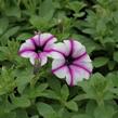 Petúnie 'Viva Rose Stardust' - Petunia hybrida 'Viva Rose Stardust'