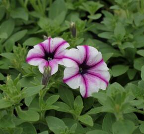 Petúnie 'Viva Rose Stardust' - Petunia hybrida 'Viva Rose Stardust'
