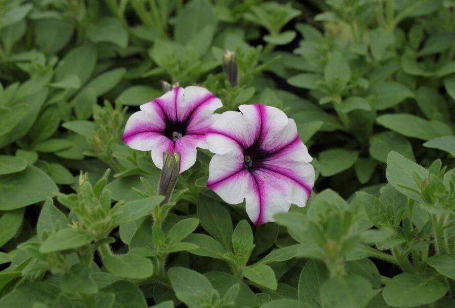 Petúnie 'Viva Rose Stardust' - Petunia hybrida 'Viva Rose Stardust'