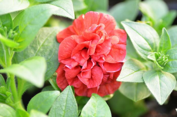 Petúnie 'Viva Double Red' - Petunia hybrida 'Viva Double Red'