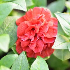 Petúnie 'Viva Double Red' - Petunia hybrida 'Viva Double Red'