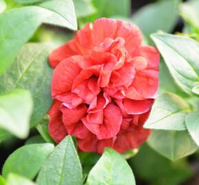 Petúnie 'Viva Double Red' - Petunia hybrida 'Viva Double Red'