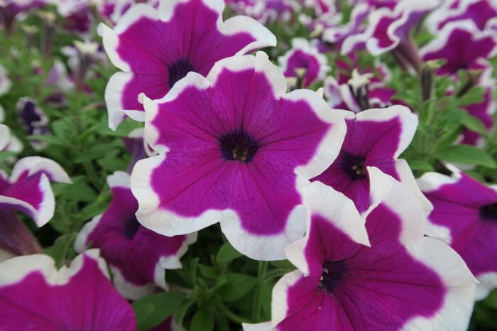 Petúnie 'Purple Picotee' - Petunia hybrida Sanguna 'Purple Picotee'