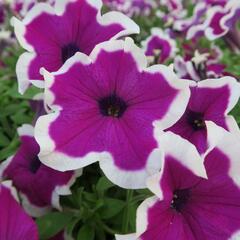 Petúnie 'Purple Picotee' - Petunia hybrida Sanguna 'Purple Picotee'
