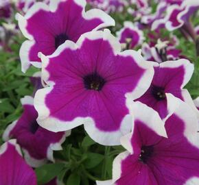 Petúnie 'Purple Picotee' - Petunia hybrida Sanguna 'Purple Picotee'
