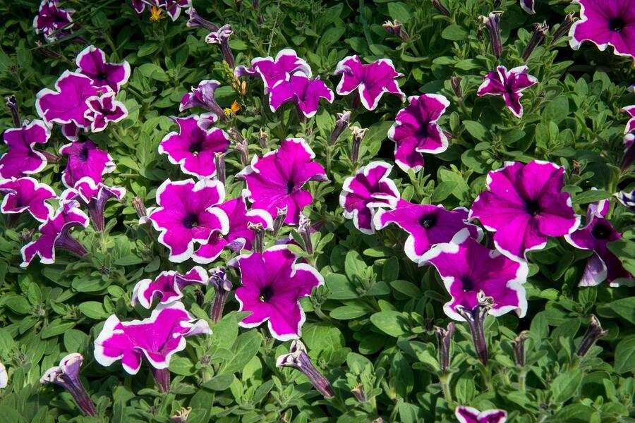 Petúnie 'Purple Picotee' - Petunia hybrida Sanguna 'Purple Picotee'