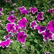 Petúnie 'Purple Picotee' - Petunia hybrida Sanguna 'Purple Picotee'