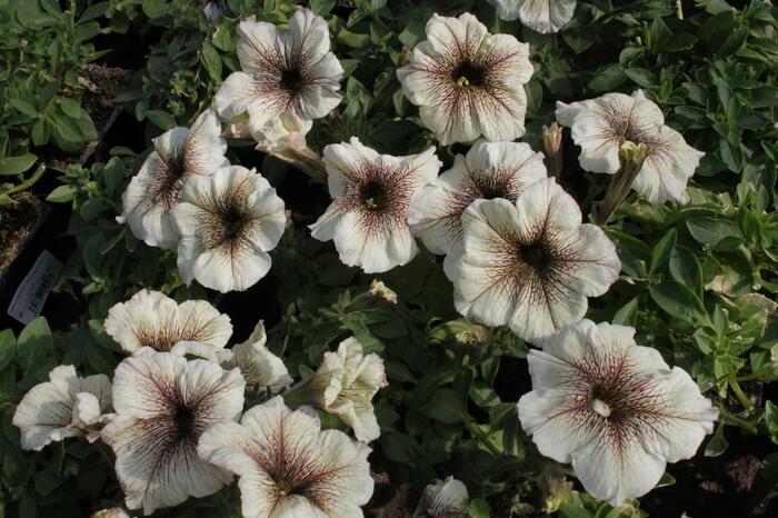 Petúnie 'Viva Cappucino' - Petunia hybrida 'Viva Cappucino'