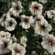 Petúnie 'Viva Cappucino' - Petunia hybrida 'Viva Cappucino'